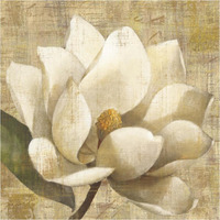 Magnolia Blossom on Script -Paper Art-38"x38"
