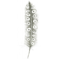 Feather Sketches VII -Paper Art-26"x62"