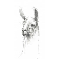Bianca Pencil -Paper Art-26"x50"