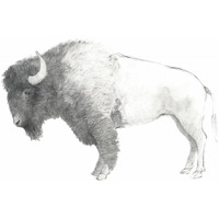Bison Dark -Paper Art-22"x18"