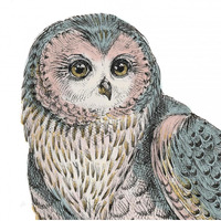Beautiful Owls IV Pastel Crop -Paper Art-38"x38"
