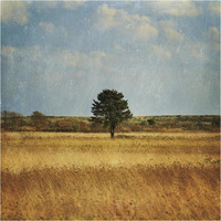 The Lonely Tree -Paper Art-38"x38"