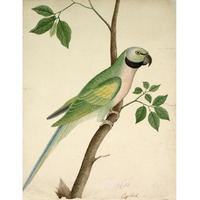 Green Parrot, c. 1820 -Paper Art-14.308"x18"