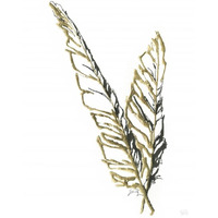 Gilded Raven Feather -Paper Art-32"x42"