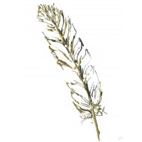 Gilded Turkey Feather II -Paper Art-20"x26"