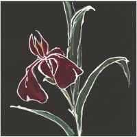 Iris on Black V -Paper Art-20"x20"