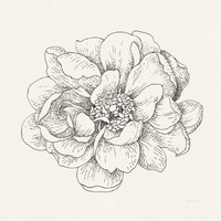 Pen and Ink Florals IV -Paper Art-38"x38"