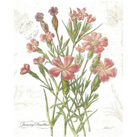 January Dianthus on White -Paper Art-24"x30"