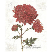 November Mum on White -Paper Art-22"x26"
