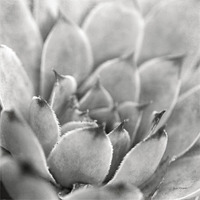 Garden Succulent I -Paper Art-38"x38"