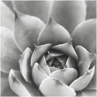Garden Succulent III -Paper Art-20"x20"