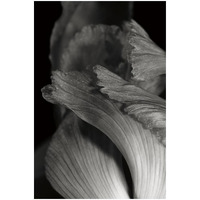 Iris Abstract I -Paper Art-18"x26"