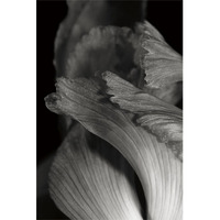 Iris Abstract I -Paper Art-26"x38"