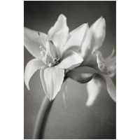 White Amaryllis I -Paper Art-18"x26"