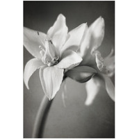 White Amaryllis I -Paper Art-22"x32"