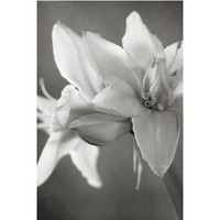 White Amaryllis II -Paper Art-34"x50"