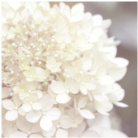 Hydrangea Dream I -Paper Art-20"x20"