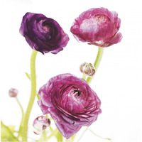 Spring Ranunculus I -Paper Art-38"x38"