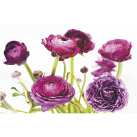 Spring Ranunculus III -Paper Art-62"x42"