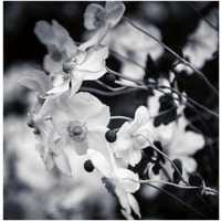 Black and White Anemones -Paper Art-20"x20"