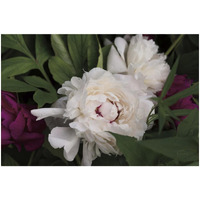 Peonies I -Paper Art-32"x22"