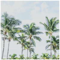 Southern Palms -Paper Art-42"x42"