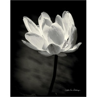 Lotus Flower X -Paper Art-30"x37"