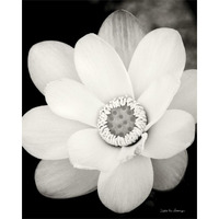 Lotus Flower III -Paper Art-24"x30"