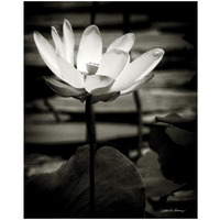 Lotus Flower VIII -Paper Art-18"x22"