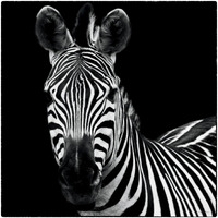 Zebra II Square -Paper Art-38"x38"