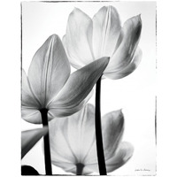Translucent Tulips III -Paper Art-26"x34"