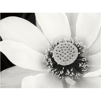 Lotus Flower IV -Paper Art-18"x14"