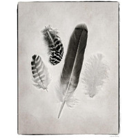 Feather Group I - BW -Paper Art-22"x26"