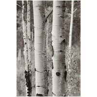 Aspens II -Paper Art-22"x32"