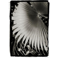 Palm Frond II v2 -Paper Art-17.4"x24"
