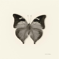 Butterfly VII - BW -Paper Art-38"x38"