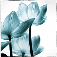 Translucent Tulips III Sq Teal -Paper Art-30.2"x32"