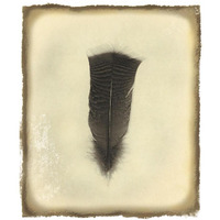 Feather III Vintage -Paper Art-35.6"x42"