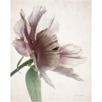 Translucent Peony II -Paper Art-24"x30"