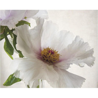 Translucent Peony VI -Paper Art-37"x30"