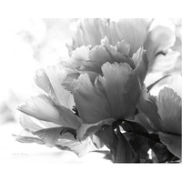 Translucent Peony I - BW -Paper Art-37"x30"