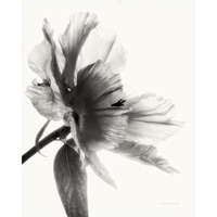 Translucent Peony II - BW -Paper Art-24"x30"