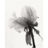 Translucent Peony VIII - BW -Paper Art-18"x22"