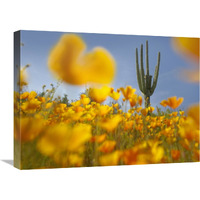 Saguaro cactus and California Poppy field at Gonzales Pass, Tonto National Forest, Arizona-Canvas Art-24"x18"