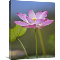 Sacred Lotus flower, native to Asia-Canvas Art-18"x24"