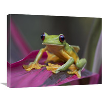 Gliding Leaf Frog portrait, Costa Rica-Canvas Art-24"x18"