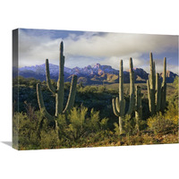 Saguaro cacti and Santa Catalina Mountains, Arizona-Canvas Art-24"x18"
