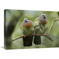 Pink-necked Green-Pigeon pair, Jurong Bird Park, Singapore-Canvas Art-24"x18"