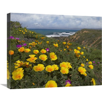California Poppy field, Montano de Oro State Park, California-Canvas Art-24"x20"