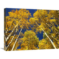Aspen grove in fall colors, Maroon Bells, Snowmass Wilderness, Colorado-Canvas Art-24"x18"